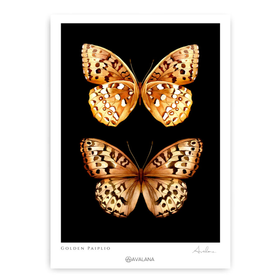 art print of golden papilla butterflies