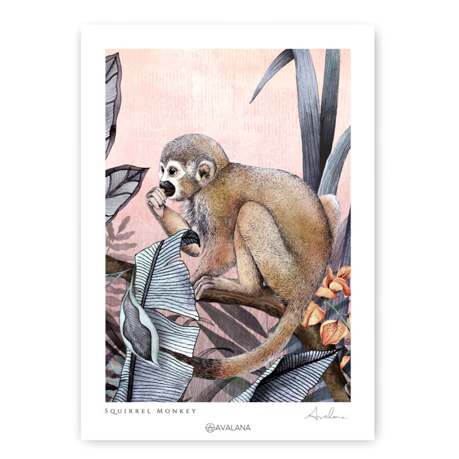 Squirrel Monkey art print