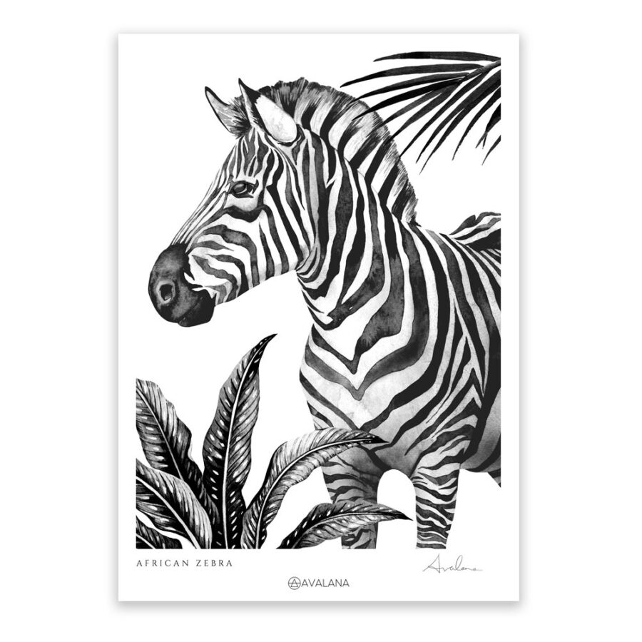 african zebra art print