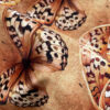 golden papilio velvet fabric sold by the metre